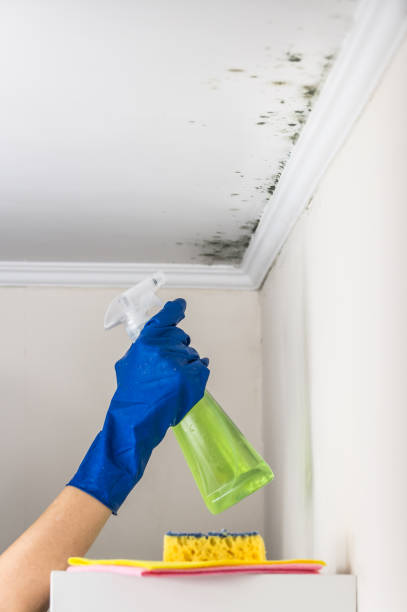Best Basement Mold Remediation in Wfield, IN